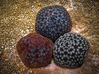 Culcita  Schmedeliana - Cushion starfish in three variation of colours
