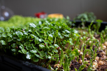 Growing microgreens in container at home. Gardener planting young seedlings in vegetable garden. Micro greens on coconut substrate. Home gardening.  Growing healthy food concept. Selective focus.