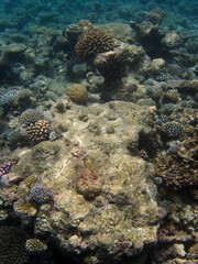 Fototapeta na wymiar Stone Fish or Synanceia Verrucosa in the center of the image - Maldives