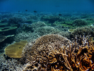Fototapeta na wymiar Healthy Coral reef Panorama in Indo pacific