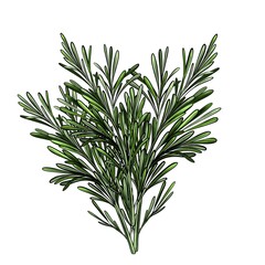 Rosemary branches seasoning isolated on a white background