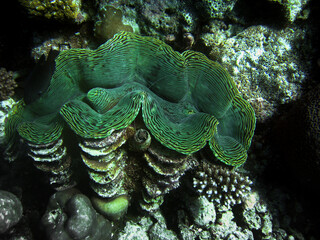Tridacna squamosa - Tridacniade Maldives underwater