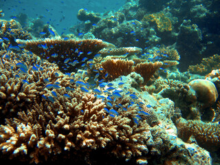Naklejka na ściany i meble Life in the coral reef of Indo Pacific