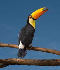 Toco toucan on branch against the blue sky. Karlsruhe, Germany, Europe