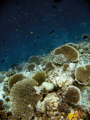 Naklejka na ściany i meble Edge of coral reef in Maldives vertical photo