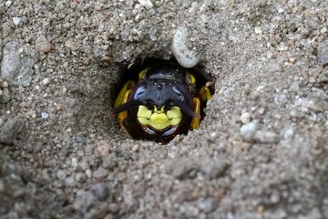 macro photography of bees
