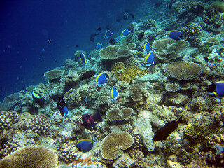 Fototapeta na wymiar Edge of a coral reef full of life in Maldives