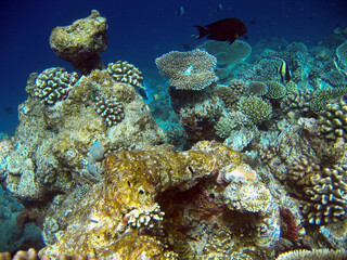 Naklejka na ściany i meble Underwater landscape Coral reef