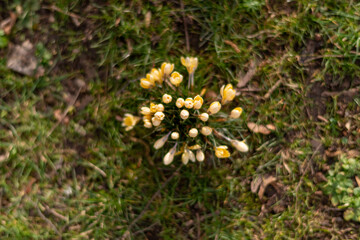 Gelbe Krokusse von oben