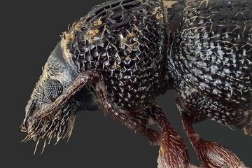 macro photography of an insect