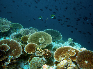 Naklejka na ściany i meble Edge of coral reef in Maldives landscape