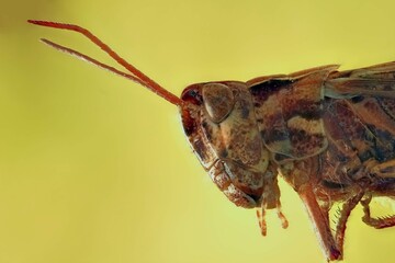 macro photography of an insect