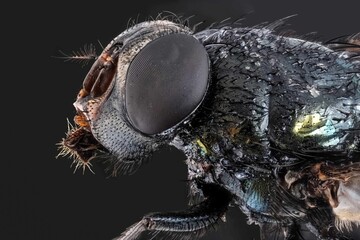 macro photography of a fly