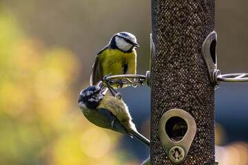 Two blue tits on a bird feeder, with a shallow depth of field