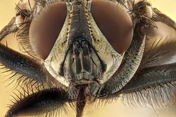 extreme close up of a fly