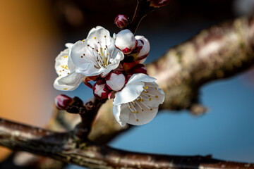 Pretty blossom in the spring sunshine