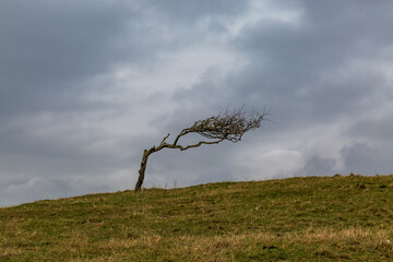 A bare windswept tree in the South Downs, on a winters day