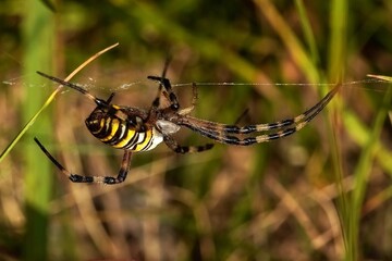 spider on the web