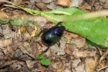 bug on a leaf