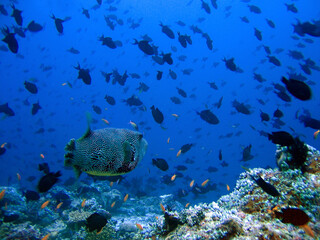 Fototapety na wymiar - Fototapeta24.pl