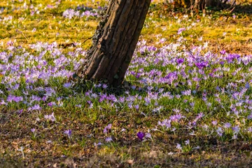 Fotobehang Krokus A sea of blossoms of purple crocuses in spring under a tree in a lawn in Germany  © reisezielinfo