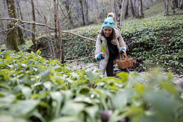 Woman Picking Up Medical Wild Herbs in a Forest - Allium Ursinum