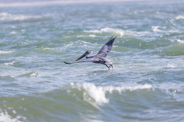Pelican flying over the ocean