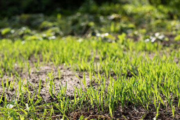 Spring green sprouts in the garden close up macro. Selective focus