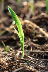 Spring green sprout in the garden close up macro. Selective focus
