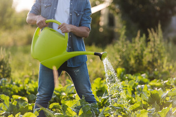 cropped view of farmer watering green plants in garden. © LIGHTFIELD STUDIOS