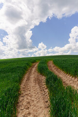 Road to the horizon on a green field on a hill in summer. Beautiful white clouds over the field line. Traces of agricultural machinery and tractors on the dirt road. Latvia