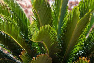 Palm tree leave close up