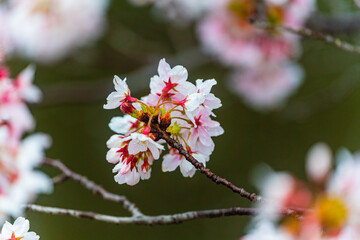 桜、春
