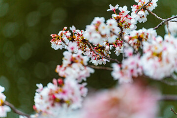 桜、春