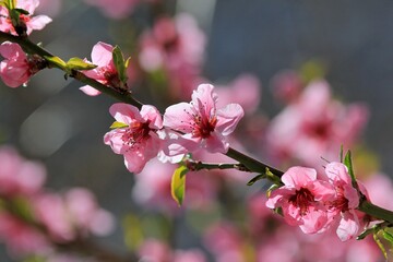 A branch of a blooming peach against the sky