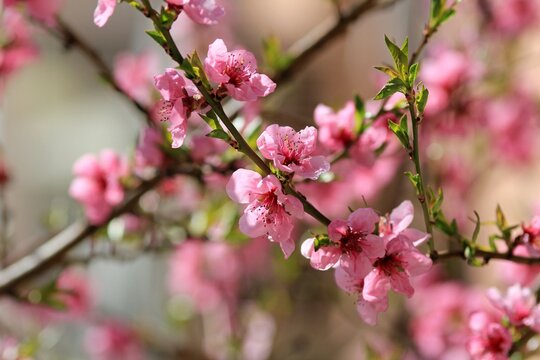 A branch of a blooming peach against the sky