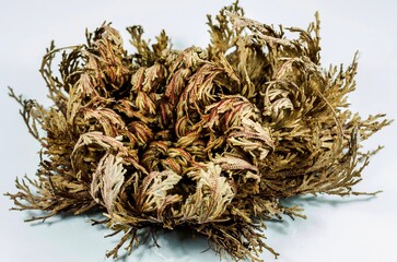 Rosa de Jeric&oacute; 