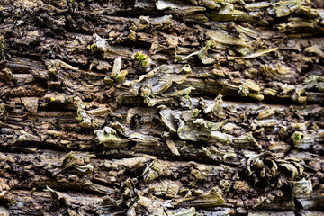 View of tree bark texture and background. Use for nature concept