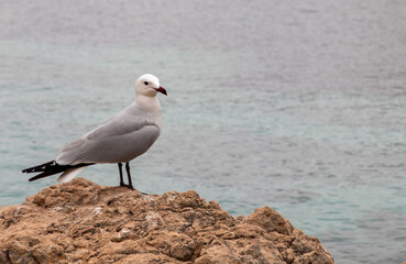 Sea gull next to the ocean