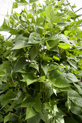 plant de haricots vert