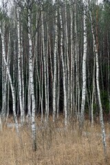 Spring landscape. Cloudy day in April. Birch grove. white tree trunks
