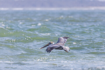 Pelican flying over the ocean