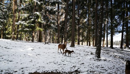 deer in the forest and snow
