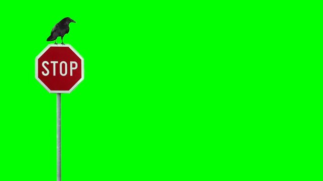 Raven standing on top of stop sign green screen