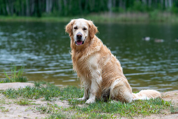 
Wet coated golden retriever after swimming in the lake