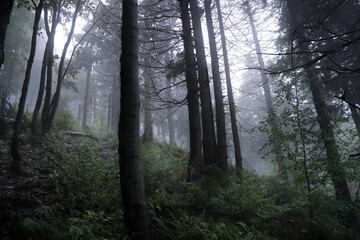 Randomly growing trees in a dark forest in the fog. Selective focus.