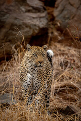 Big male Leopard standing in the bush.