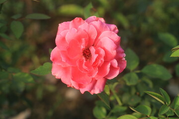 Rose Pink Color Flower
