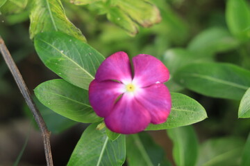 Periwinkle flower Nature Background