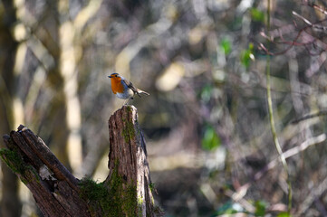 A Robin bird on old branch in the nature